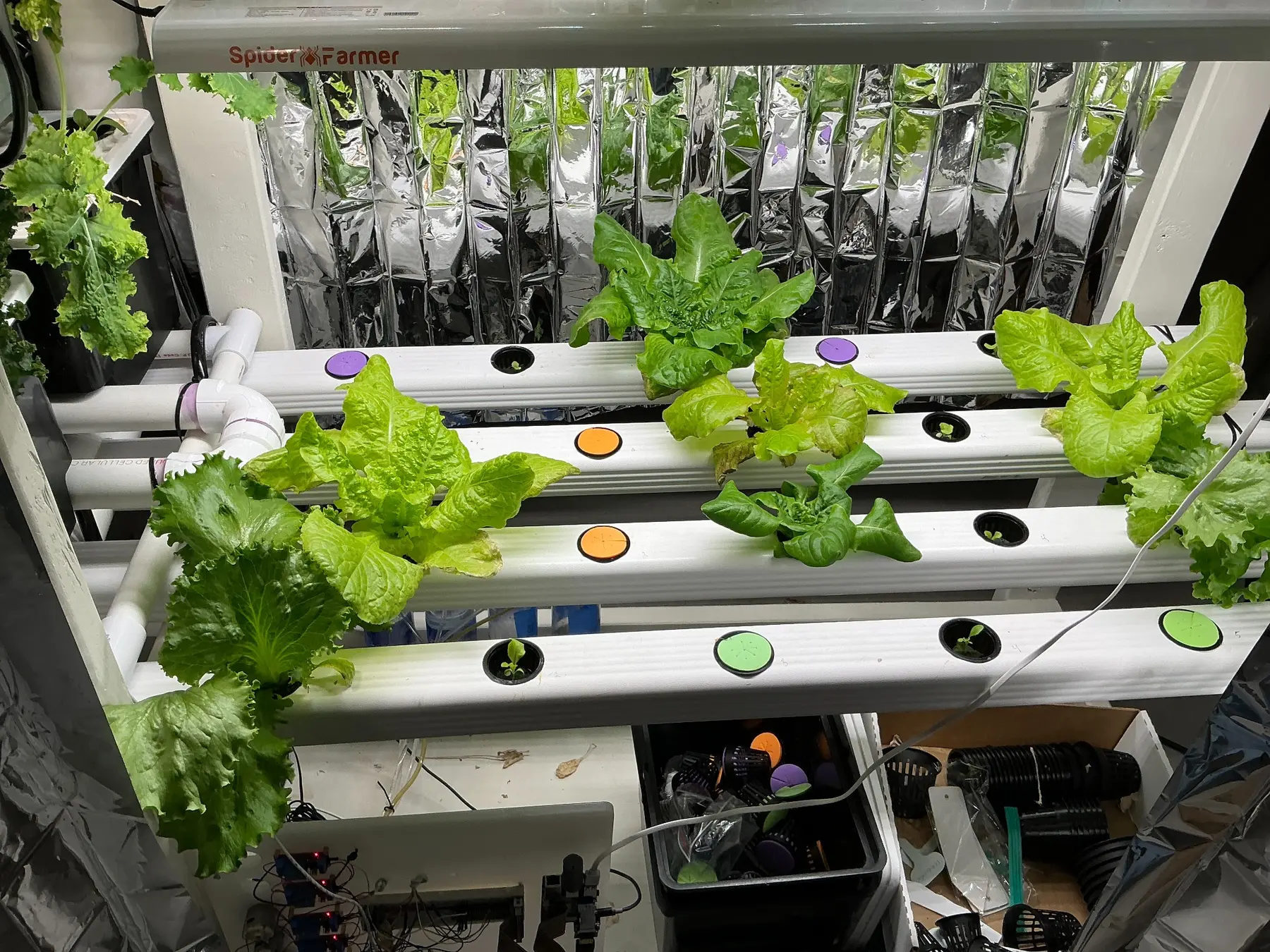Young lettuce and leafy greens developing in NFT channels