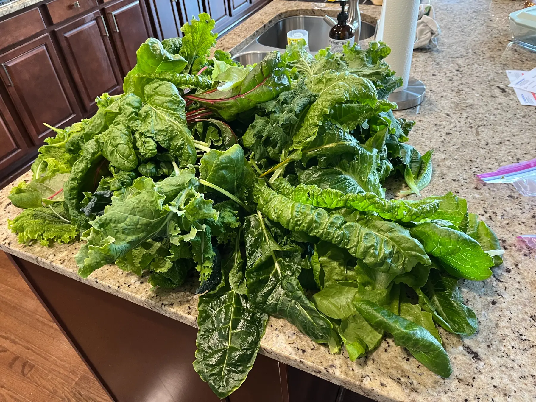 Large harvest of mixed hydroponic greens on a kitchen counter