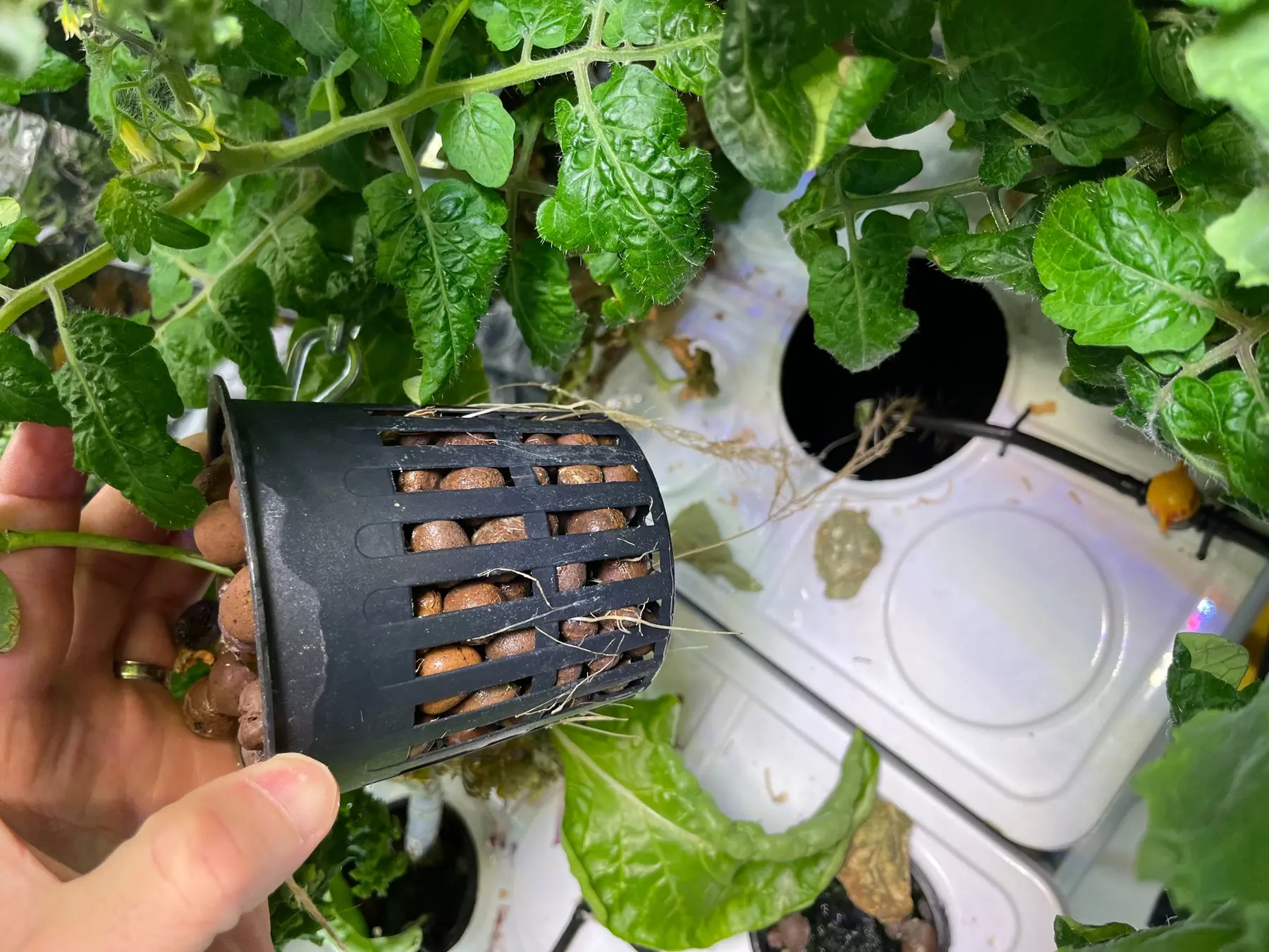 Healthy white roots growing from a tomato plant in a hydroponic Dutch bucket