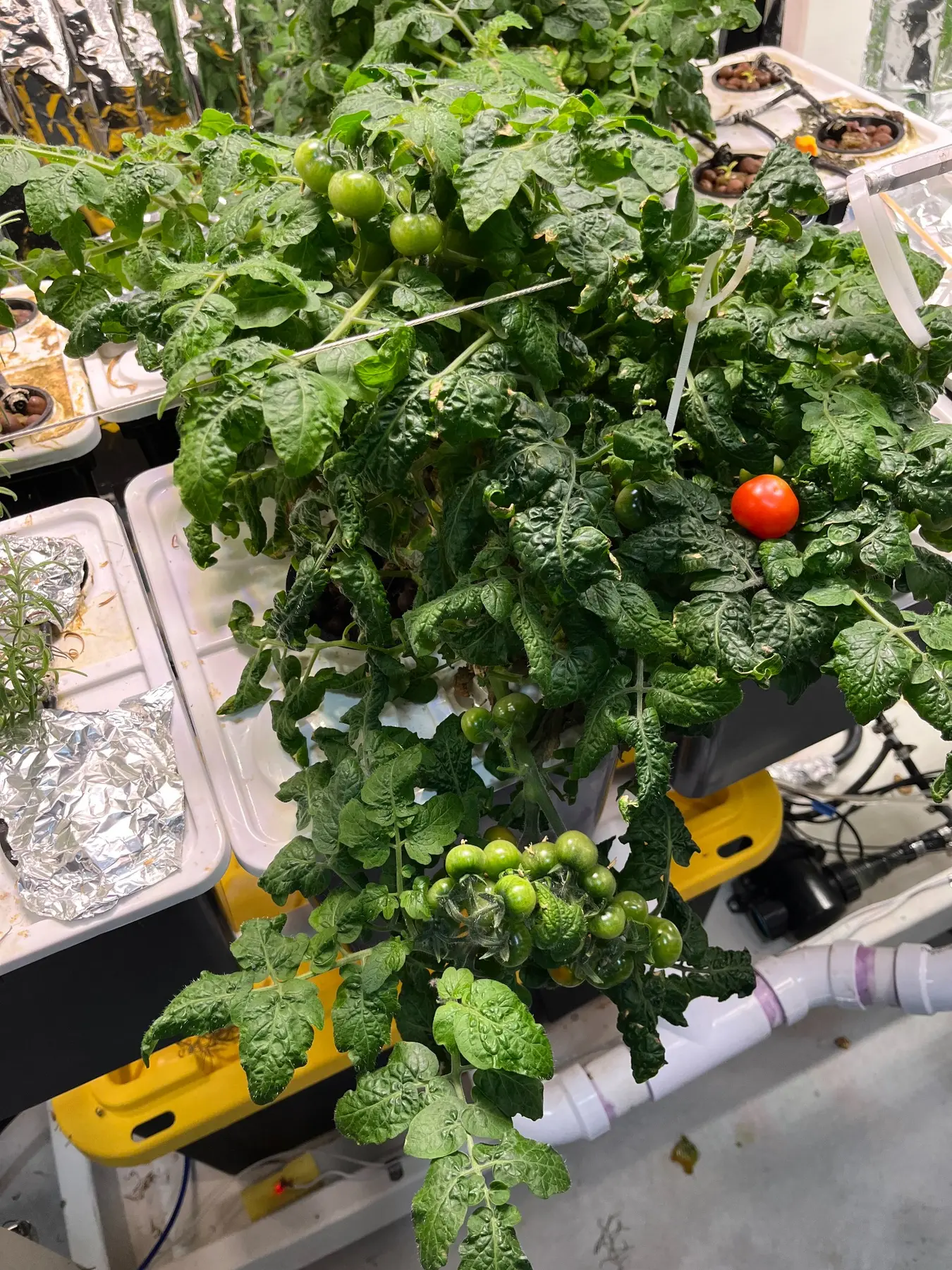 Dense hydroponic tomato plant with clusters of green fruit and one ripe tomato